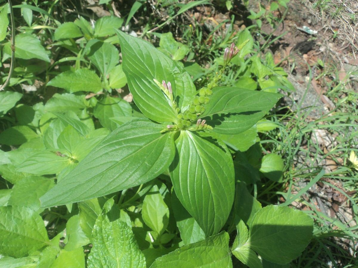 Spigelia anthelmia L.